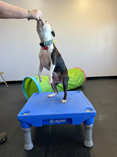 Delaware Pet Stuff - Visual