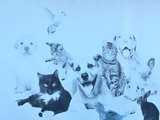 Amico Pet - Visual