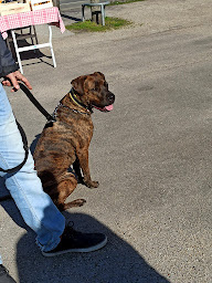 Photo n°7 de A Pas De Loup à Beautiran (Pension pour chiens)