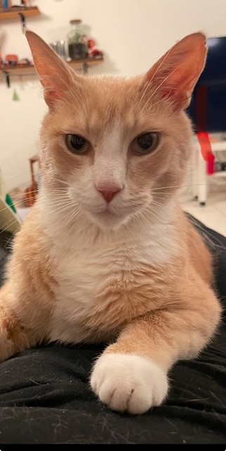 Skejby Dyreklinik - VetGruppen