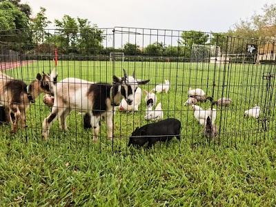 Ponies & Petting Zoo of Miami.