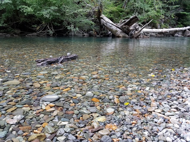 Grove of the Patriarchs Trail