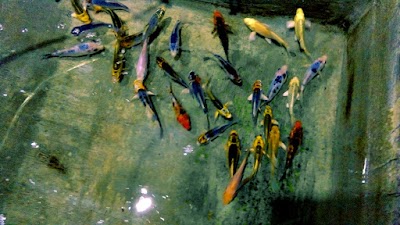 Photos of Isuru Aquarium