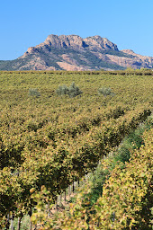 Photo n°4 de Restaurant Le Bercail à Puget-sur-Argens (Restaurant méditerranéen)