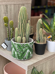 Photo n°4 de Jardinerie d'Argelès à Argelès-sur-Mer (Fournisseur de poissons en bassin)