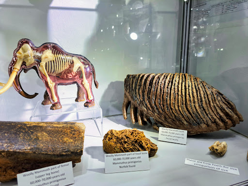 Museum 4 Watton - Thumbnail