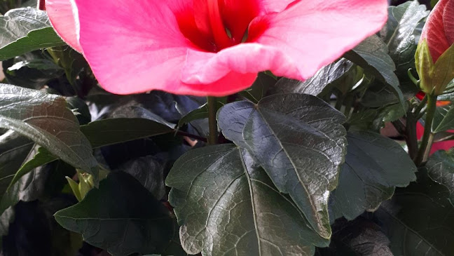Avis sur Jardiland à Perpignan - Paysagiste