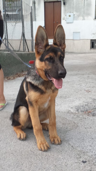 Photos of Clinica Veterinaria del bosco