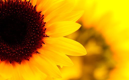 The Miami Florist LLC - Thumbnail