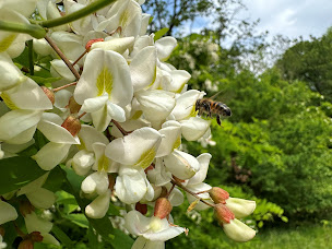 Photo n°6 de LES COMPAGNONS DU MIEL à Port-Lesney (Miellerie)