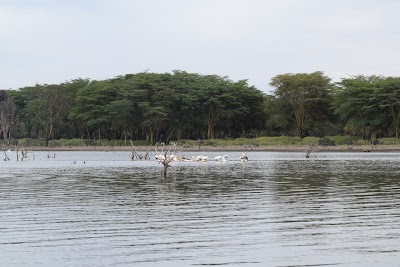 Photos of Lake Naivasha Hippo Camp & Wildlife Sanctuary