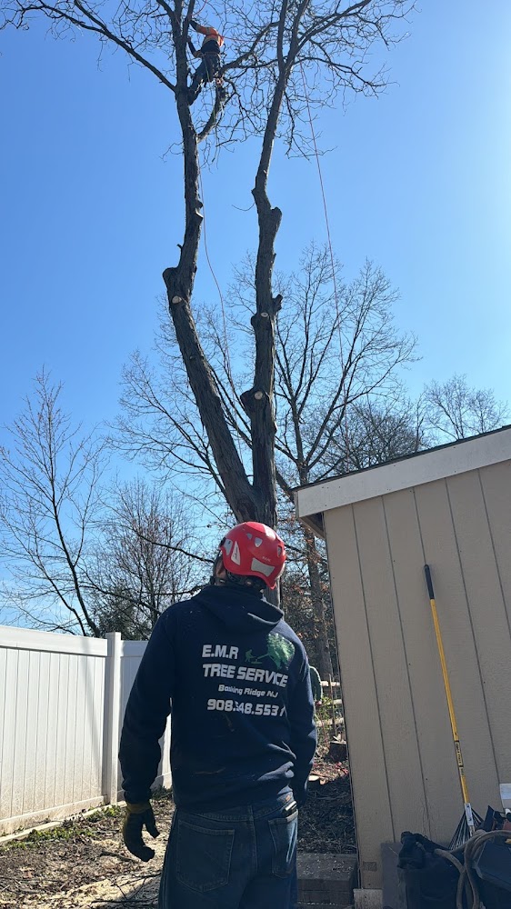 EMR Tree Service – photo 2 of 3