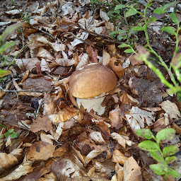 Photo n°8 de laurent paulet 3 G immo à Le Malzieu-Ville (Consultant immobilier)