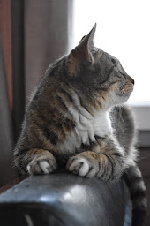 Photo n°24 de Au Bon’Eure des Chats à Incarville (Salon de thé)