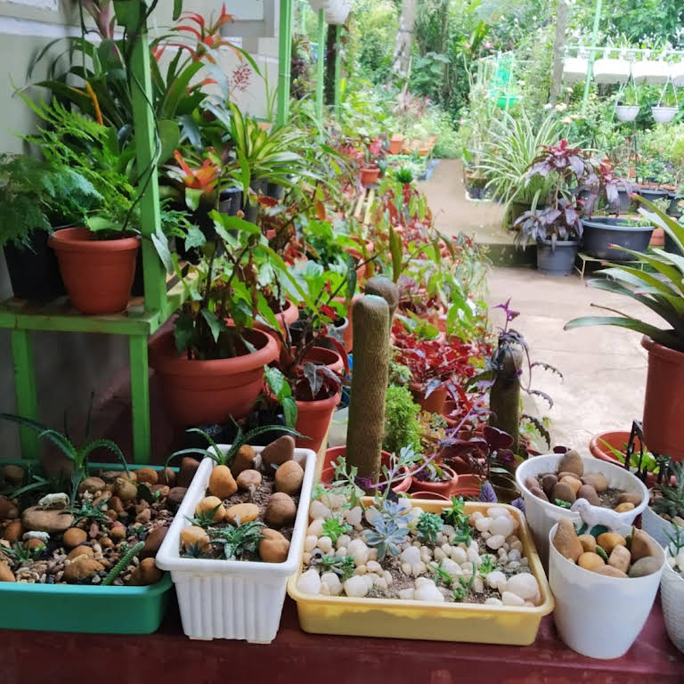 Divya Garden A MANGALOREBASED PLANT NURSERY, WE ARE A HOME TO EXQUISITE PLANTS AND FLOWERS