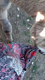 Photo n°20 de Juli'ânesse - Elevage d'ânes et savons au lait d'ânesse à Rochefort-Samson (Ferme à visiter)