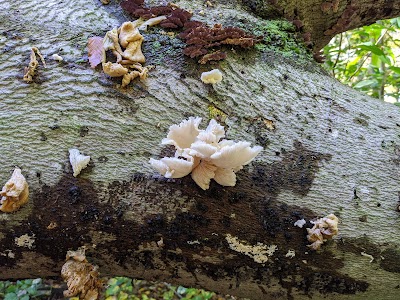 Oakland Forest & Meadow Preserve