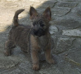 Photo n°13 de Elevage Canin des Hirondelles du Voyage à Gugney-aux-Aulx (Éleveur de chiens)