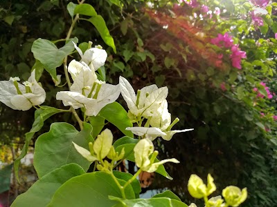 Photos of Panngaba