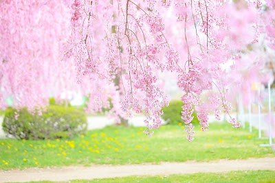 写真館ハセガワ