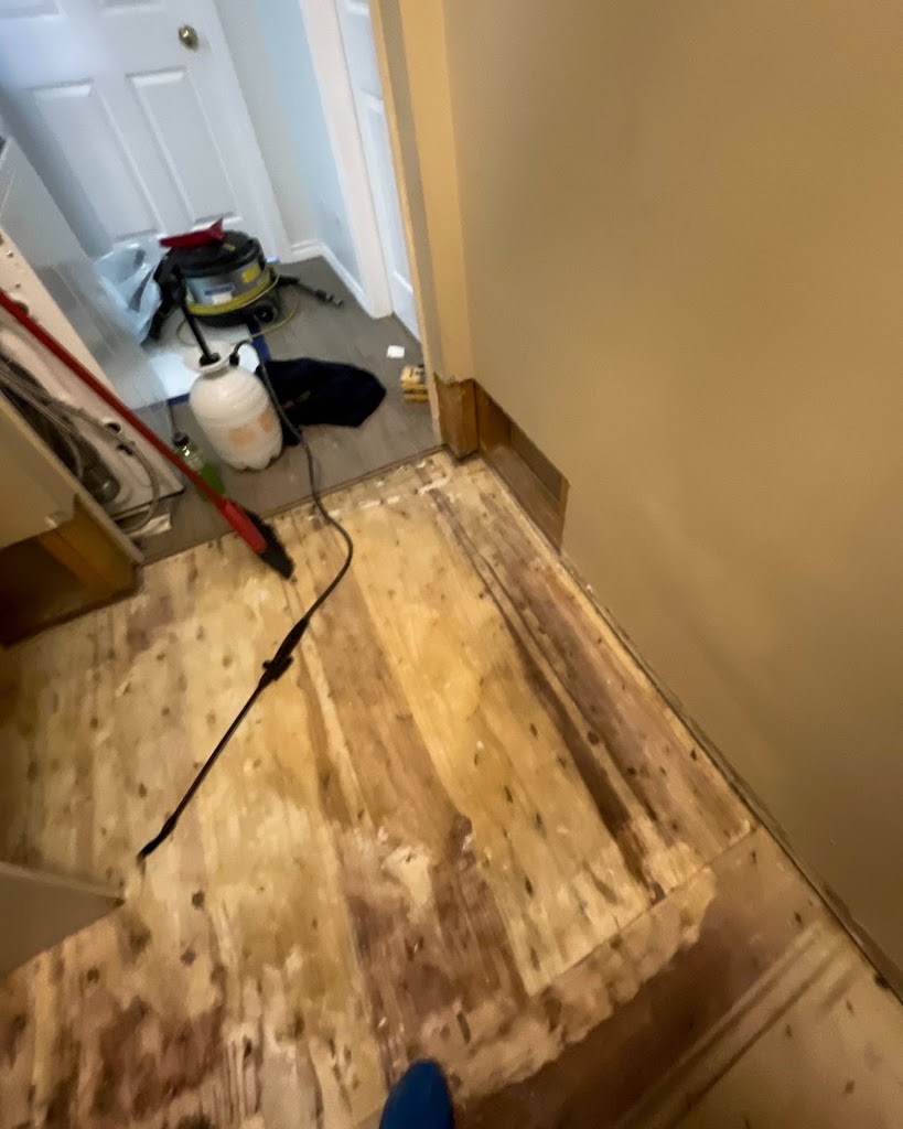 Que Mold Pro Inspector photo