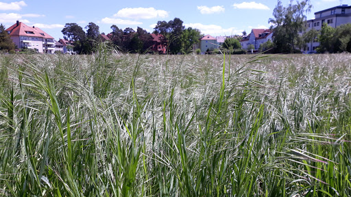 Stein Weideweg