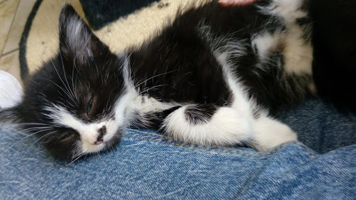 Dierenasiel Waalwijk e.o - Thumbnail