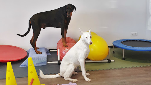 agil & vital - Physiotherapie & Osteopathie für Hunde