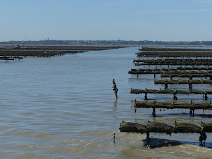 Photo n°6 de SCEO Cap'gigas à Le Vivier-sur-Mer (Ferme d'aquaculture)