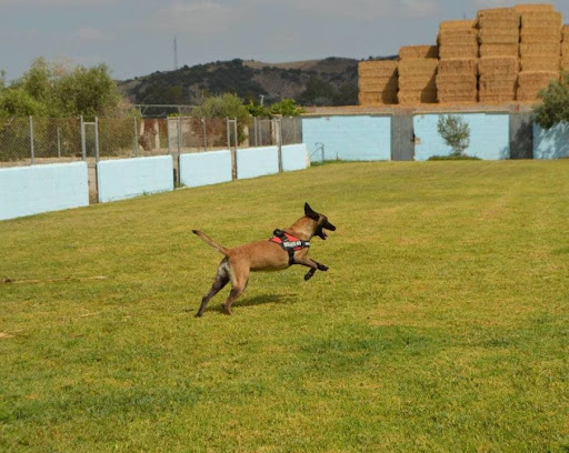 Hotel para perros Residencia Canina Y Felina La Luna