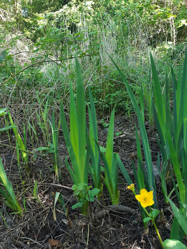 Badsey Lane Nature Reserve - Thumbnail