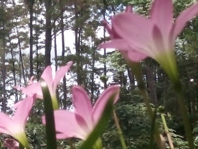 Photos of Taman Hutan Raya Pocut Meurah Intan