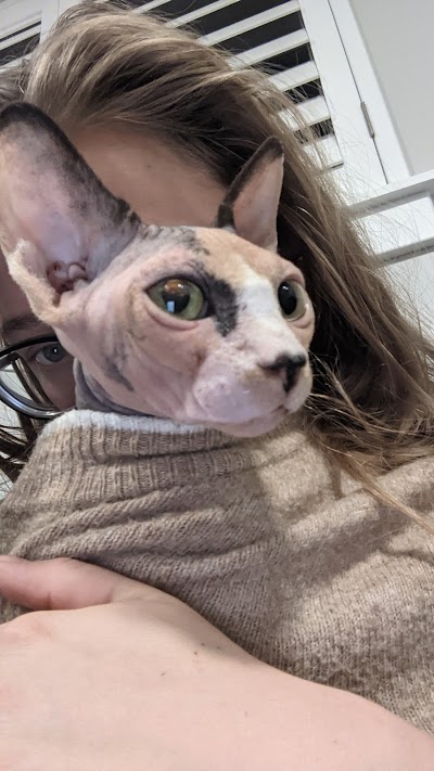 Lovely Sphynx