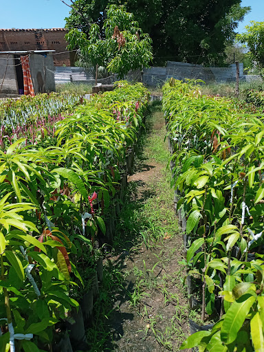Vivero "El Guayabo"