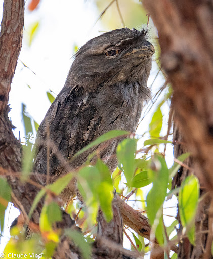 Lake Gwelup Reserve North West - Thumbnail