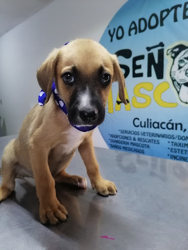 Hospital Veterinario Señor Mascota Culiacan