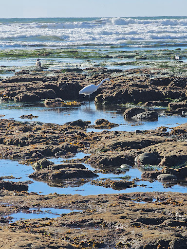 Carlsbad Tide Pool Gallery - United States
