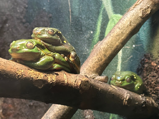 John Ball Zoo - South America - Thumbnail