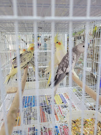 Leo Tampa Pet Shop . photo 14