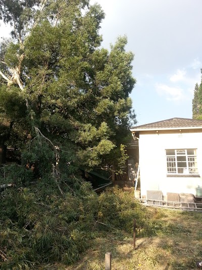 Photos of A-Value Tree Felling
