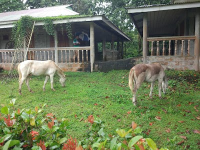 Photos of Kazi & Kazi Tea Estate Limited