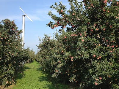 Golden Harvest Farms