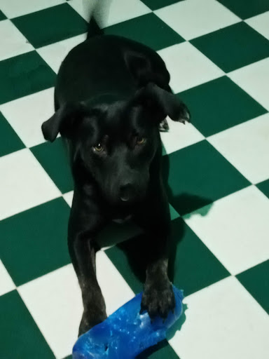 Simba Veterinaria y Pet Salón Gallery - Mexico