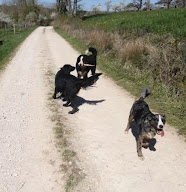Une Nounou pour mon chien à Crépey