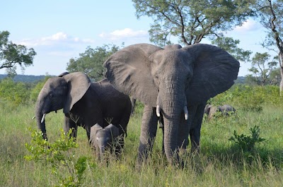 Photos of Idube Game Reserve