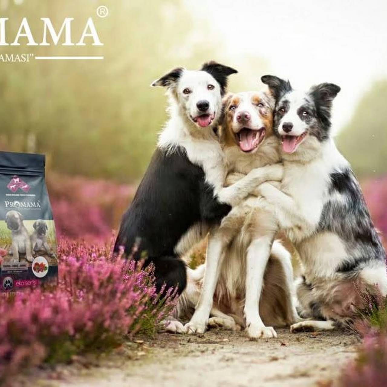 Promama Kizilelma Pet Feed Manufacturer