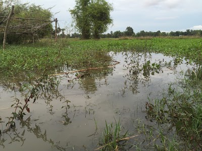 Photos of Sela Home