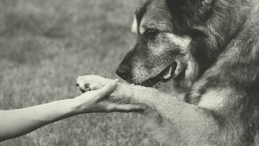 Peace for Paws: Private In-Home Pet Euthanasia