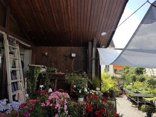 Blumen Liedel - Visual