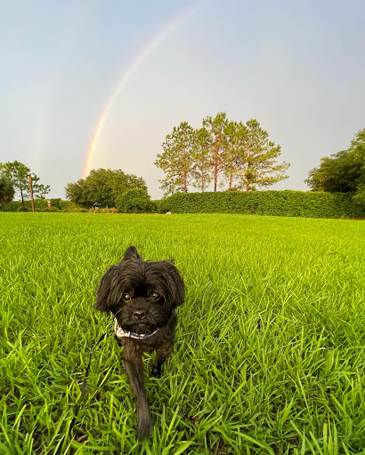Gold Coast Veterinary at Home - Thumbnail